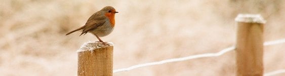 robin in winter