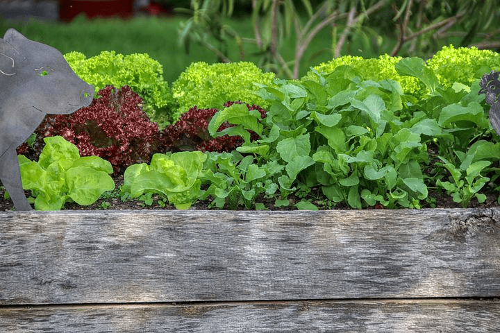 Raised Bed